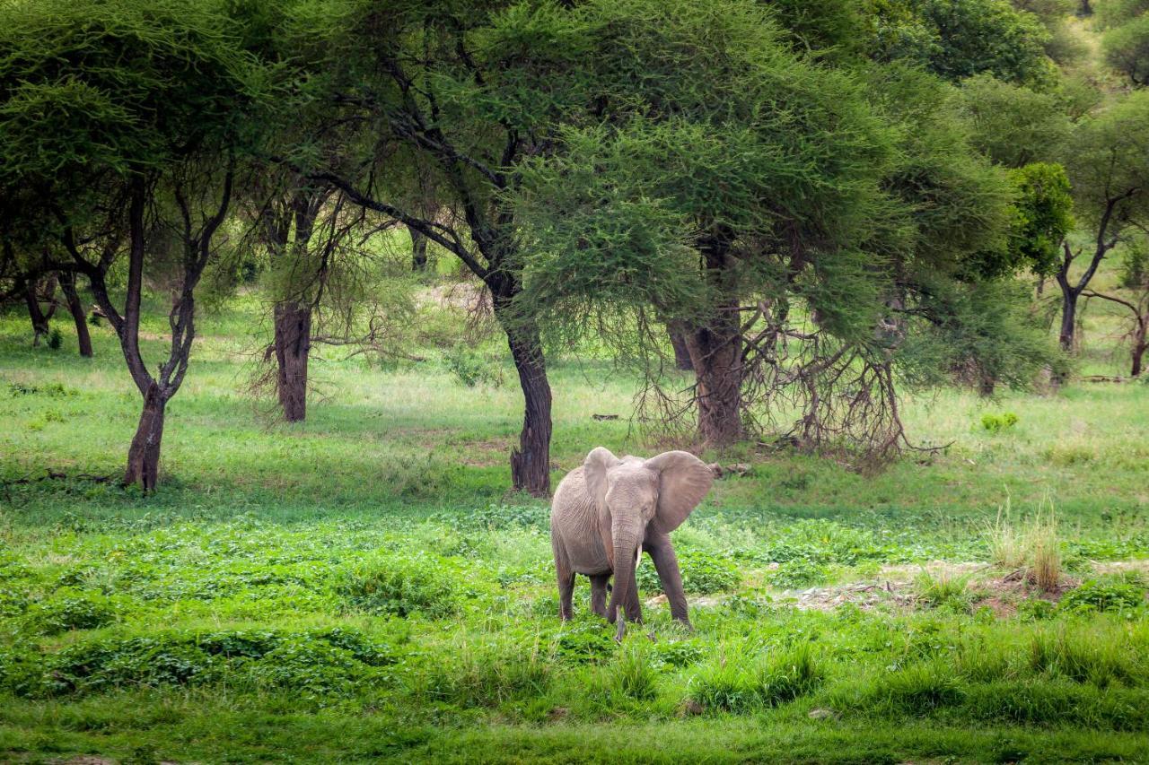 Baobab Tented Camp Kwa Kuchinia Exteriör bild