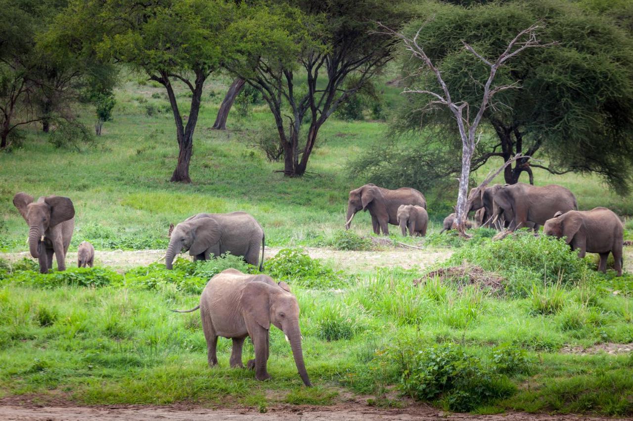 Baobab Tented Camp Kwa Kuchinia Exteriör bild